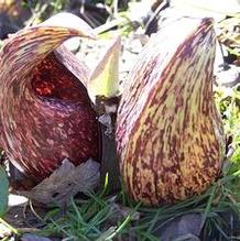 Symplocarpus foetidus Symplocarpus foetidus