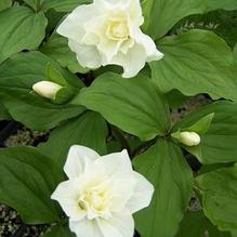 Trillium grandiflorum 'Plenum' Trillium grandiflorum 'Plenum'
