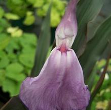 Roscoea purpurea 'Brown Peacock' Roscoea purpurea 'Brown Peacock'