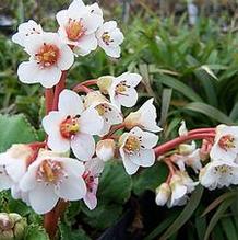 Bergenia ciliata subsp. ligulata Bergenia ciliata subsp. ligulata