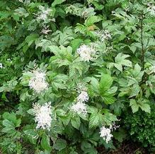 Filipendula palmata 'Variegata'