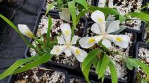 Iris cristata 'Montrose White'