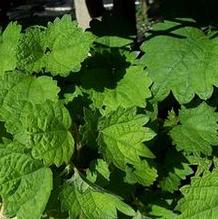 Boehmeria platanifolia Boehmeria platanifolia