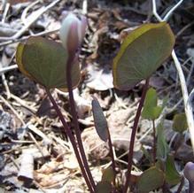 Jeffersonia diphylla Jeffersonia diphylla