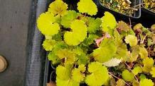Saxifraga stolonifera 'Harvest Moon' Saxifraga stolonifera 'Harvest Moon'