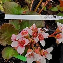 Bergenia pacumbis 'Green Monstah' Bergenia pacumbis 'Green Monstah'
