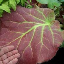 Bergenia pacumbis x ciliata 'Size Queen' Bergenia pacumbis x ciliata 'Size Queen'