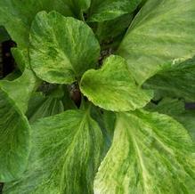 Bergenia cordifolia 'Variegata' Bergenia cordifolia 'Variegata'
