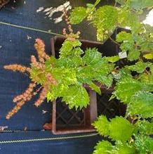 Boehmeria spicata 'Chantilly' Boehmeria spicata 'Chantilly'
