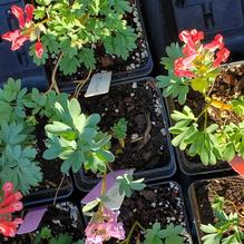 Corydalis solida Corydalis solida
