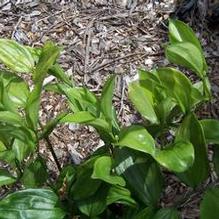 Disporopsis arisanensis Disporopsis arisanensis