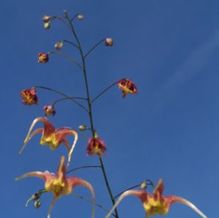 Epimedium x 'Rigoletto' Epimedium x 'Rigoletto'