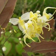 Epimedium wushanense 'Sandy Claws' Epimedium wushanense 'Sandy Claws'