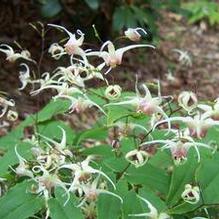Epimedium x 'Domino' Epimedium x 'Domino'