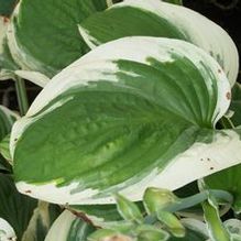 Hosta 'Diana Remembered' Hosta 'Diana Remembered'