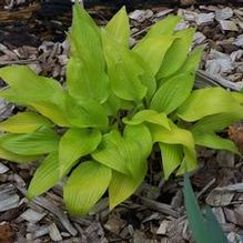 Hosta 'Golden Arrow'