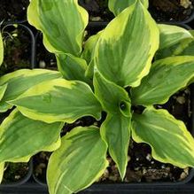Hosta 'Pixie Vamp' Hosta 'Pixie Vamp'