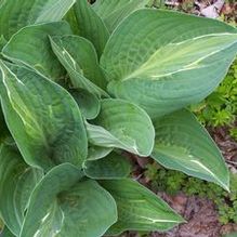 Hosta 'Striptease' Hosta 'Striptease'
