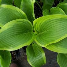 Hosta kikuttii 'Kifukurin Hyuga' Hosta kikuttii 'Kifukurin Hyuga'