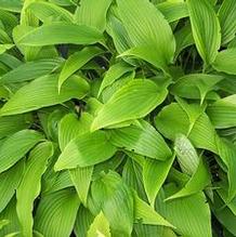 Hosta kikuttii var. yakushimensis Hosta kikuttii var. yakushimensis