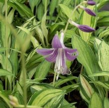 Hosta venusta 'Masquerade' Hosta venusta 'Masquerade'