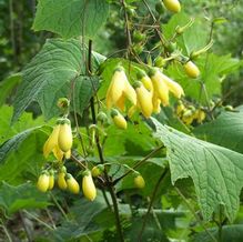 Kirengeshoma palmata Kirengeshoma palmata