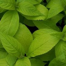 Leucoseptrum japonicum 'Golden Angel' Leucoseptrum japonicum 'Golden Angel'