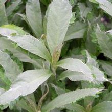 Leucoseptrum japonicum 'Silver Angel' Leucoseptrum japonicum 'Silver Angel'