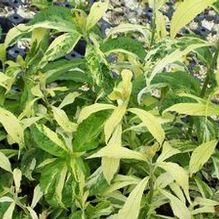 Leucoseptrum japonicum 'Variegatum' Leucoseptrum japonicum 'Variegatum'