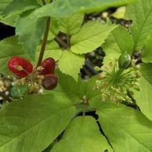 Panax quinquifolia (syn. quinquefolius) Panax quinquifolia (syn. quinquefolius)