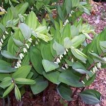 Polygonatum odoratum var. pluriflorum 'Jinguji'