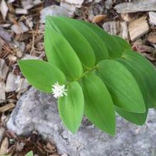Smilacina (syn. Maianthemum) stellata var. crassum Smilacina (syn. Maianthemum) stellata var. crassum