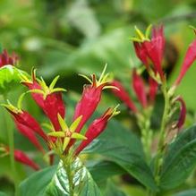 Spigelia marilandica Spigelia marilandica
