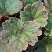 Tellima grandiflora 'Purpleteppich' Tellima grandiflora 'Purpleteppich'