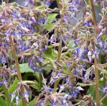 Trachystemon orientalis Trachystemon orientalis