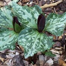 Trillium cuneatum Trillium cuneatum
