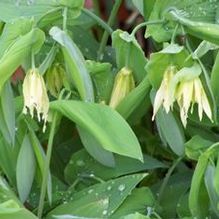 Uvularia grandiflora Uvularia grandiflora