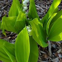 Convallaria majalis 'Fernwood's Golden Slippers'