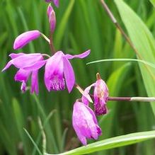 Bletilla striata 'Eco White Edge' Bletilla striata 'Eco White Edge'