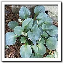 Hosta 'Blue Mouse Ears' Hosta 'Blue Mouse Ears'