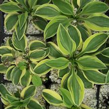 Hosta 'Frosted Mouse Ears' Hosta 'Frosted Mouse Ears'
