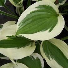 Hosta 'Minuteman' Hosta 'Minuteman'