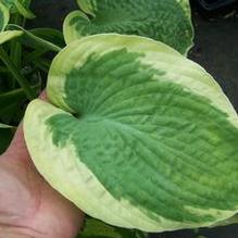 Hosta 'Olive Bailey Langdon' Hosta 'Olive Bailey Langdon'