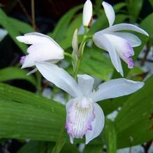 Bletilla striata var. alba 'Variegata' Bletilla striata var. alba 'Variegata'