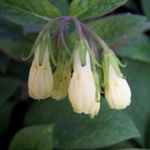 Symphytum tuberosum Symphytum tuberosum