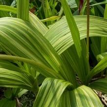 Bletilla striata 'Gotemba Stripes' Bletilla striata 'Gotemba Stripes'