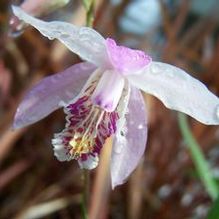 Bletilla x 'Brigantes' Bletilla x 'Brigantes'