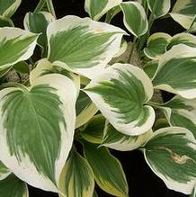 Hosta 'Ivory Coast' Hosta 'Ivory Coast'