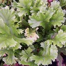 Phyllitis scolopendrium 'Cristatum'