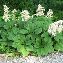 Rodgersia aesculifolia Rodgersia aesculifolia